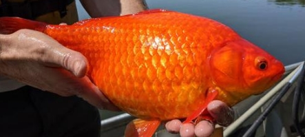 Ces petits poissons rouges deviennent énormes après avoir tous été abandonnés dans un lac